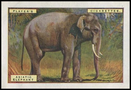 3 Asiatic Elephant